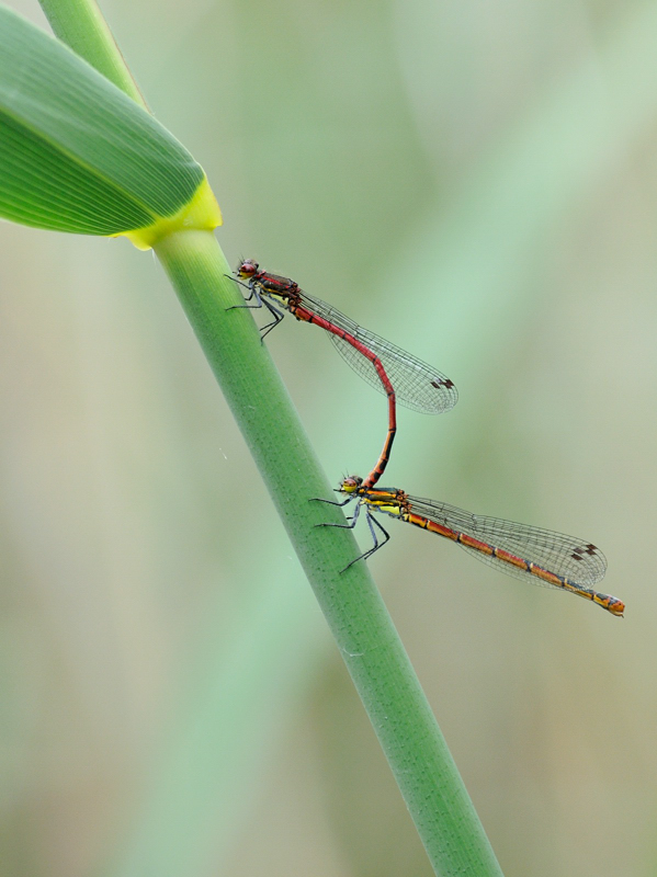 Adonislibelle in Paarung