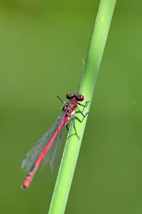 Adonislibelle