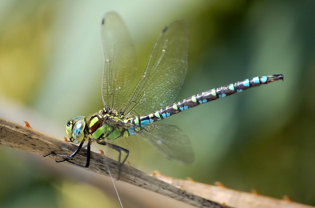 Aeshna cyanea
"Grüne Moosjungfer"