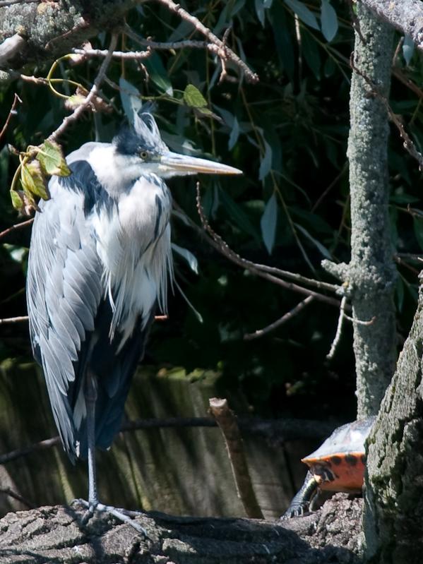 AF-S 300 2.8 VR mit TC 1.7 - crop