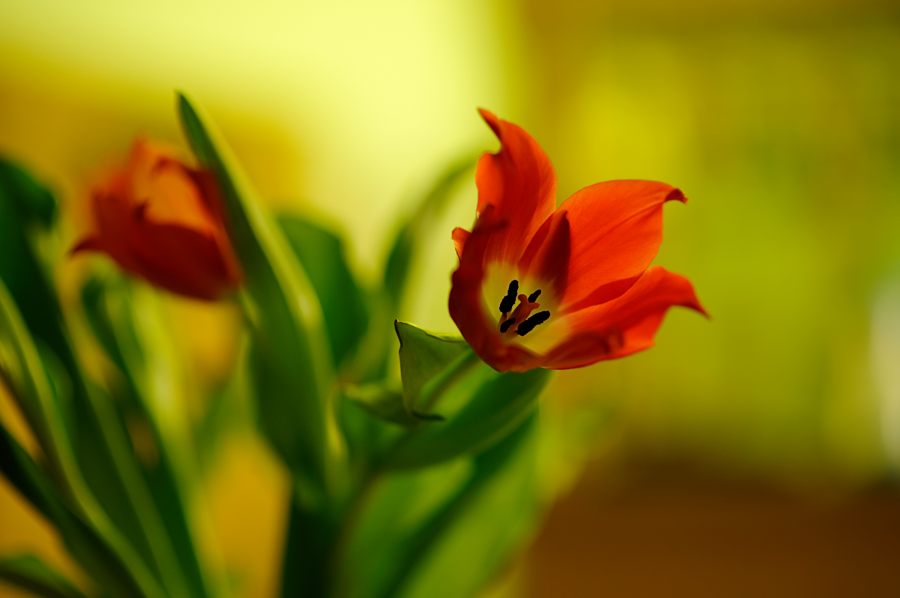 AF-S 85 1.8G an D700