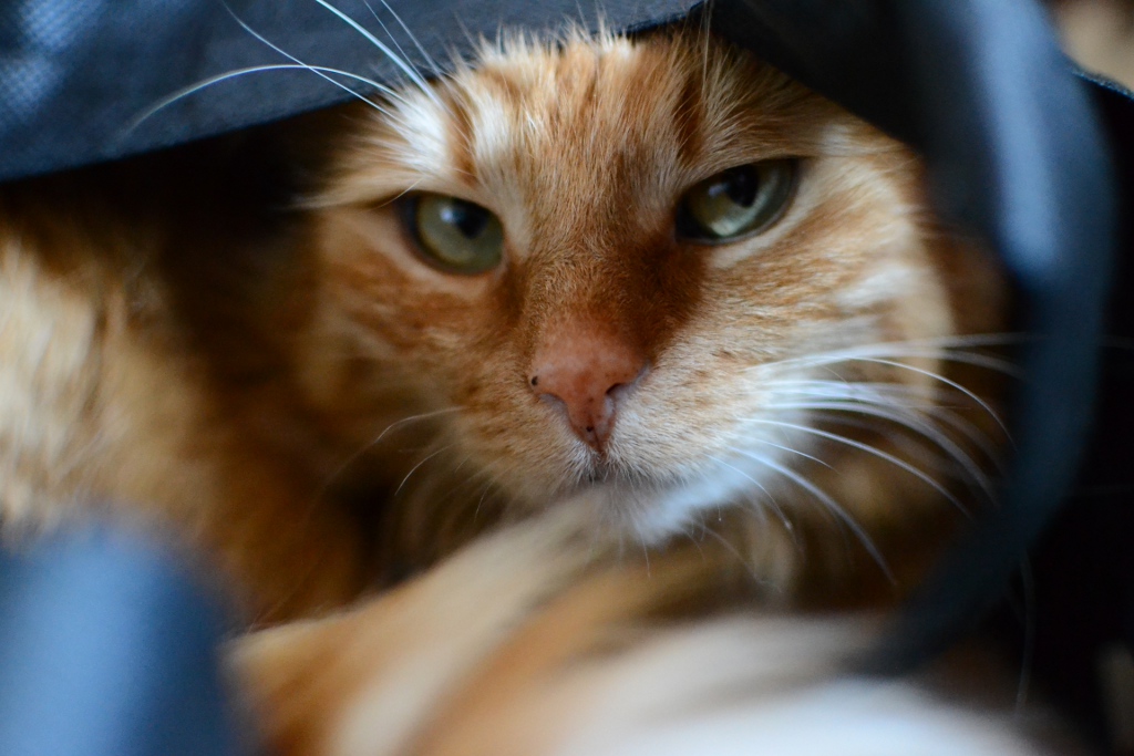 AF-S DX 35mm/1.8
D3100
F1.8
1/60sec
ISO 3200