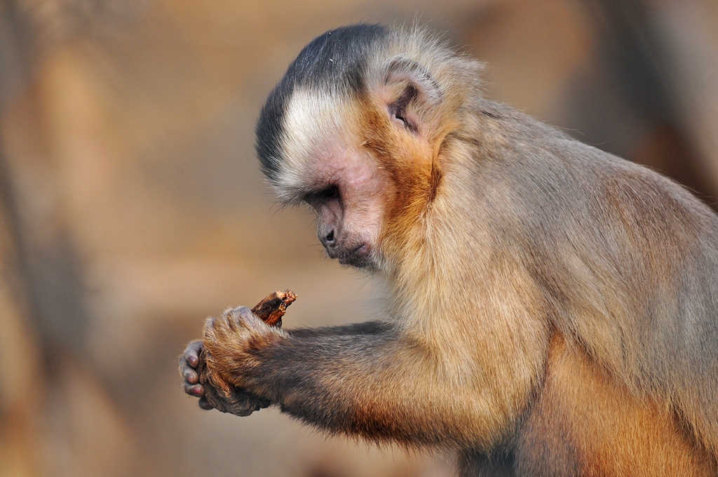Affe 1
