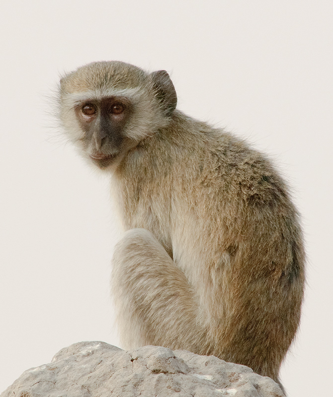 Affe 1