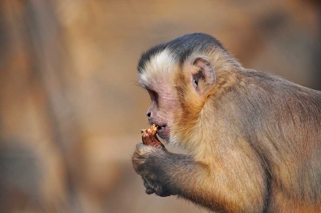 Affe 2