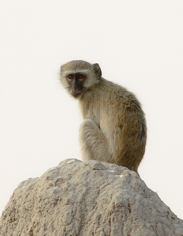 Affe 2