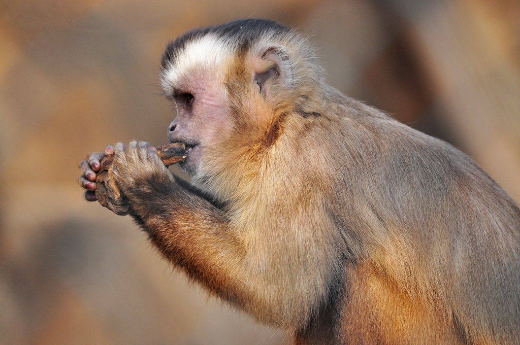 Affe 3