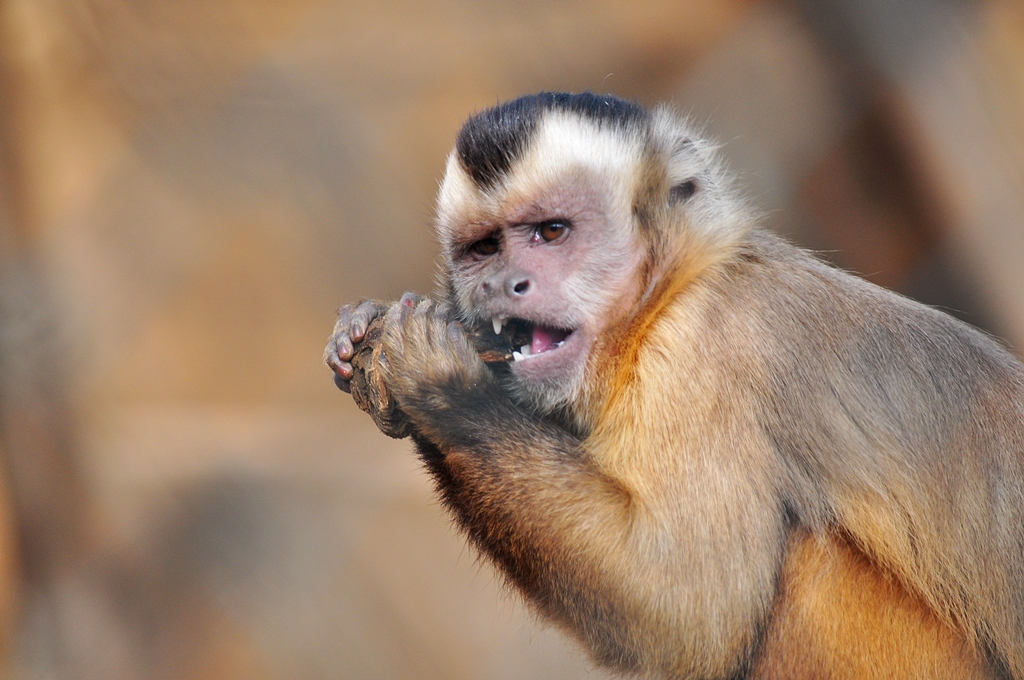 Affe 5