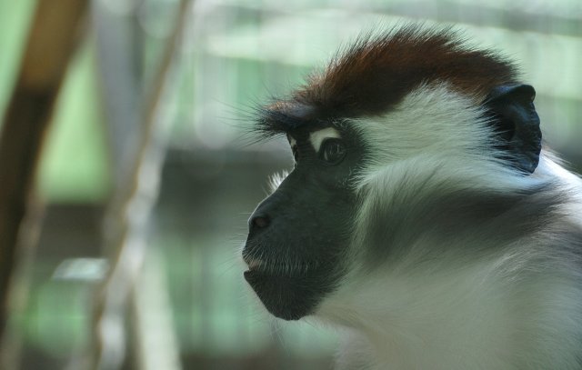 Affe hinter Glasscheibe