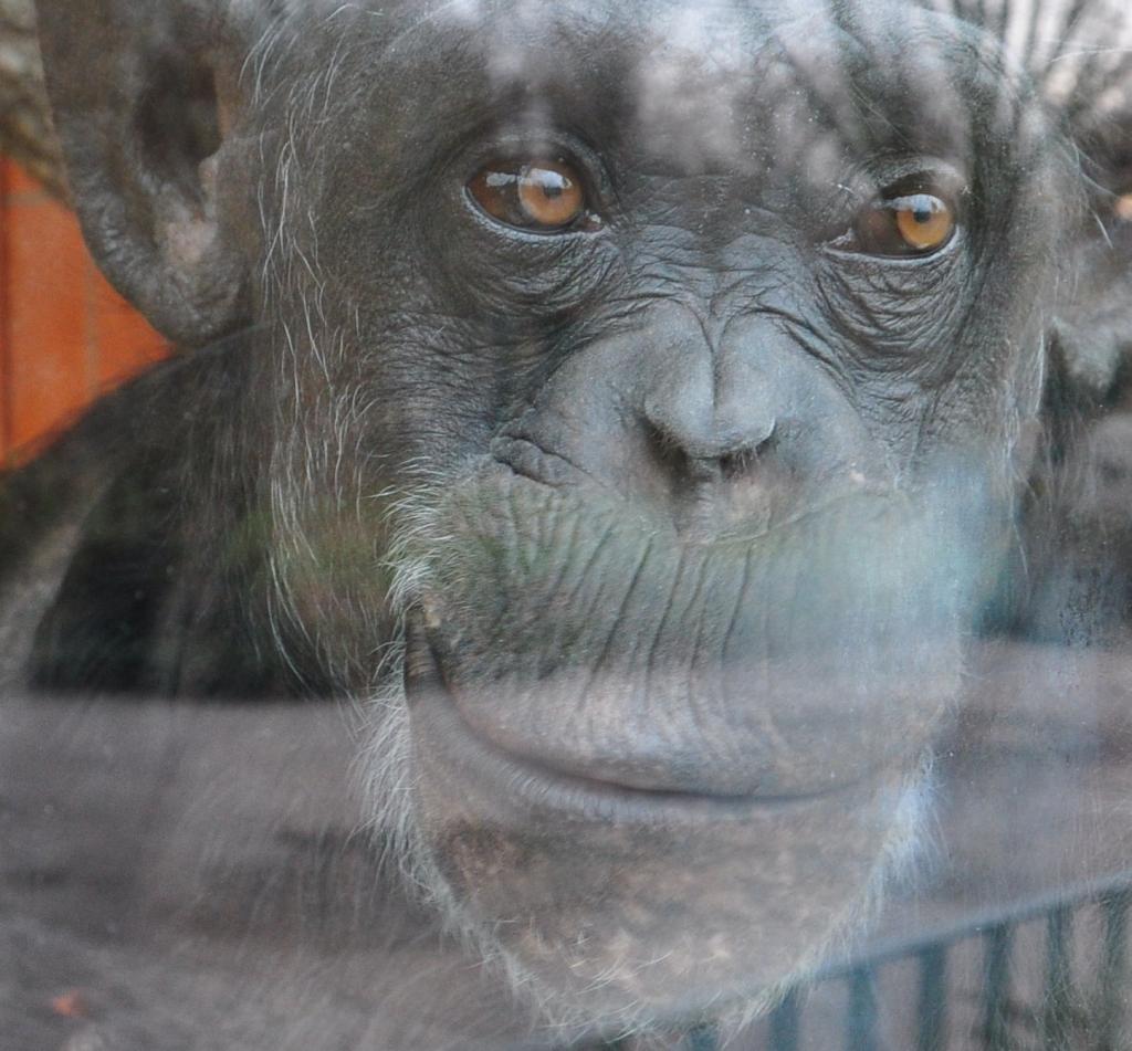 Affe im Karlsruher Zoo