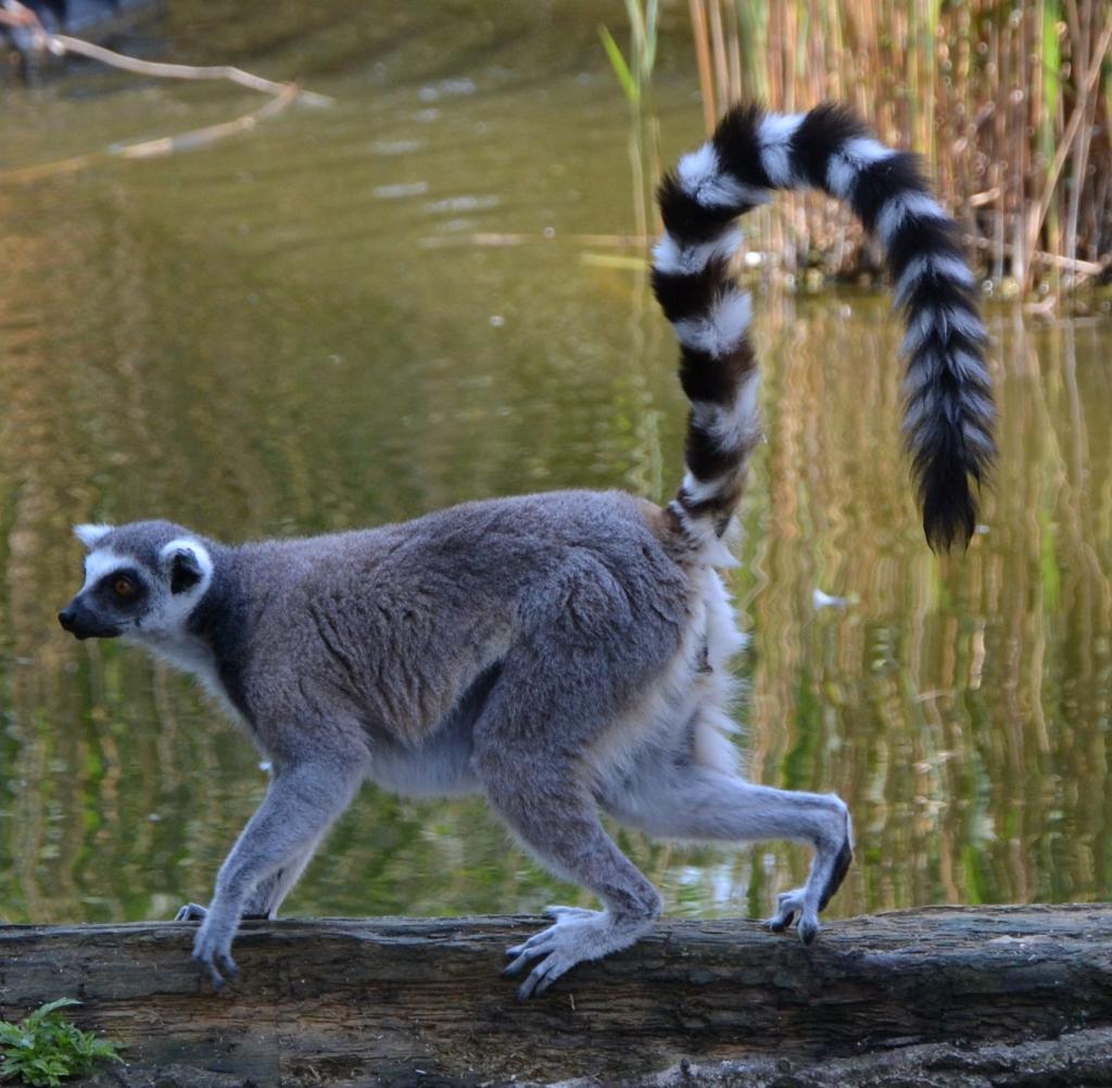 Affe