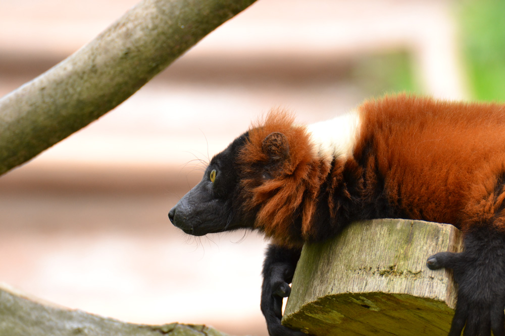 Affe