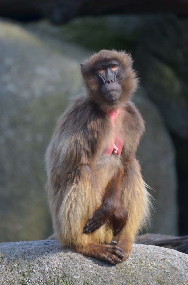 Affe