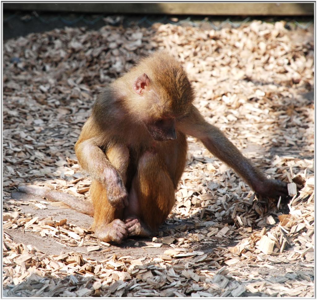 affe