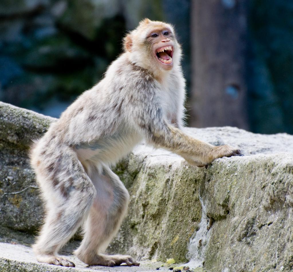 affe1