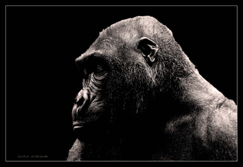 Affenblicke Gorilla