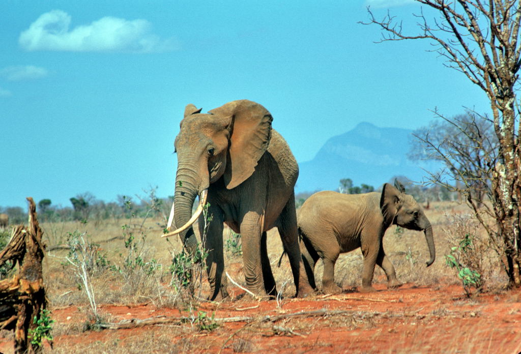 Afrika 1975 77 469