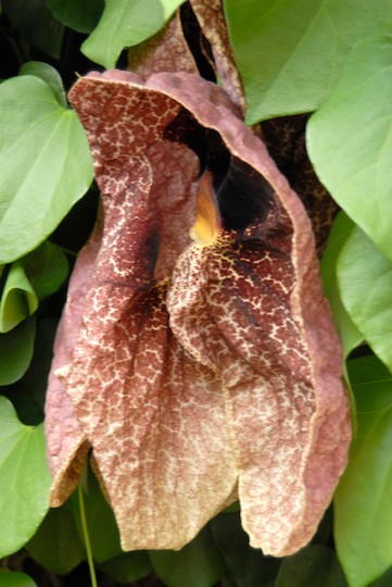 Afrikanische Orchidee