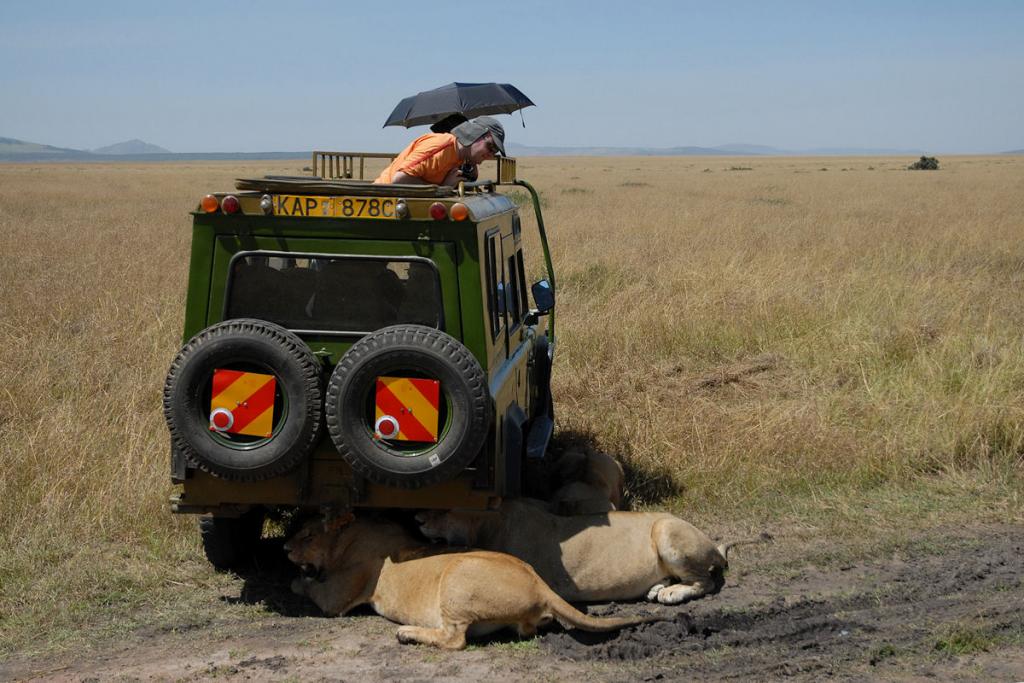 Afrikanische Wegfahrsperre
Nach einen opulenten Mahl kommt so ein vierrädriger Schattenspender genau richtig.
(Masai Mara)