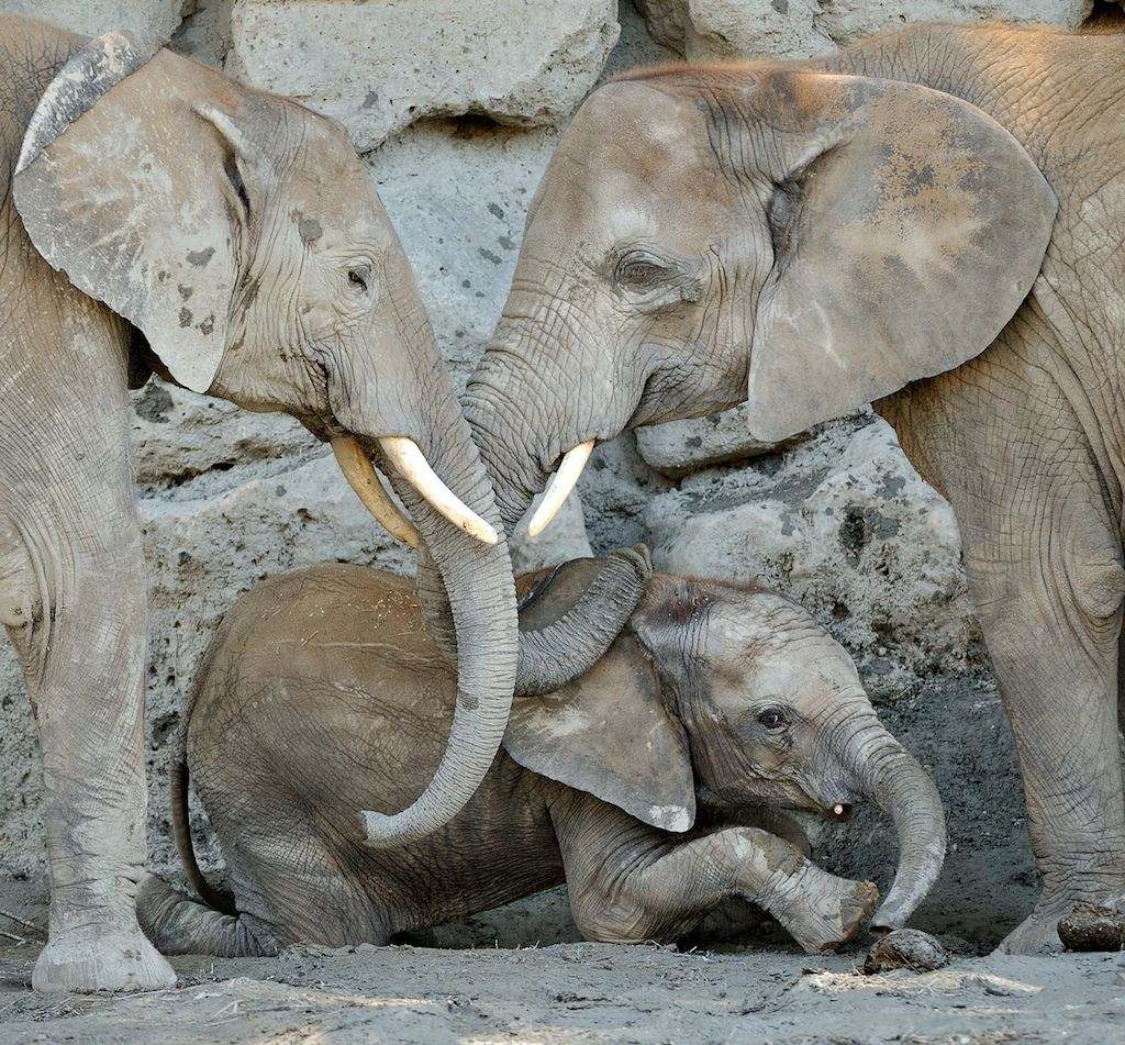 Afrikanischer Elefant