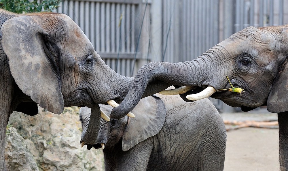 Afrikanischer Elefant