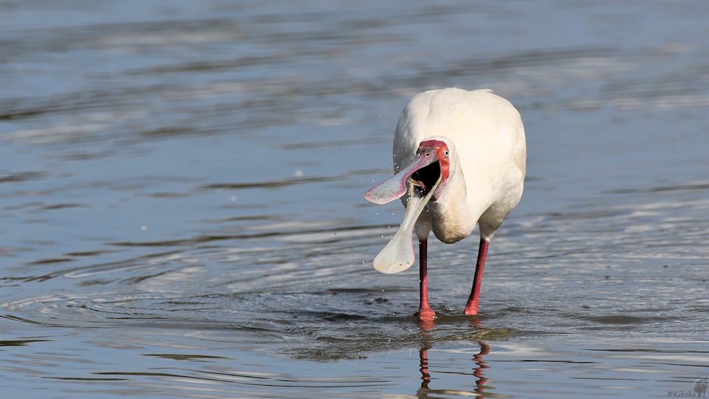 Afrikanischer Löffler (African Spoonbill)
Selous Game Reserve

s1520 Selous African Spoonbill 0028
