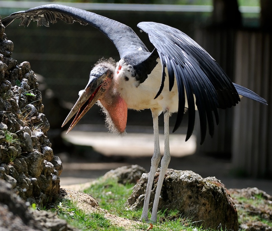 Afrikanischer Marabu