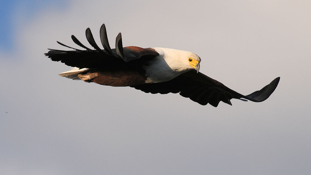 Afrikanischer Schreiseeadler
im Liwonde NP
s400 Seeadler 1245