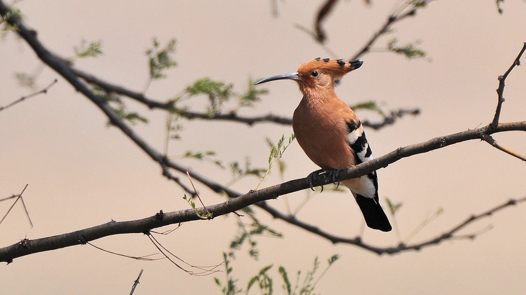 Afrikanischer Wiedehopf (African Hoopoe)
Nähe Lobo, Serengeti
3546