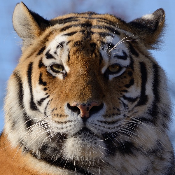 AFS 200-500mm &amp; D800E