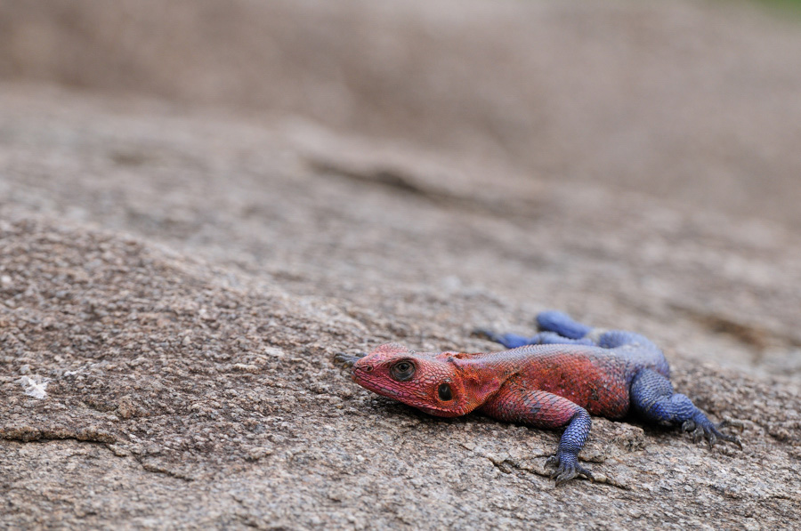 Agama mwanzae, Tansania