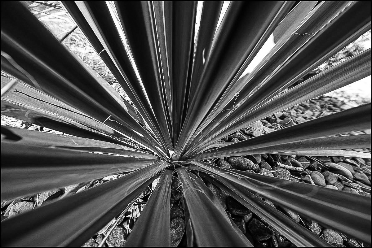 Agave 2-.JPG