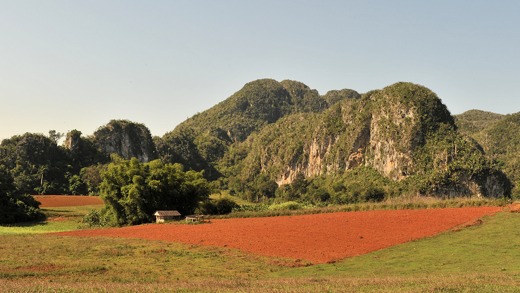 Agave, Valle de Vinales
6120