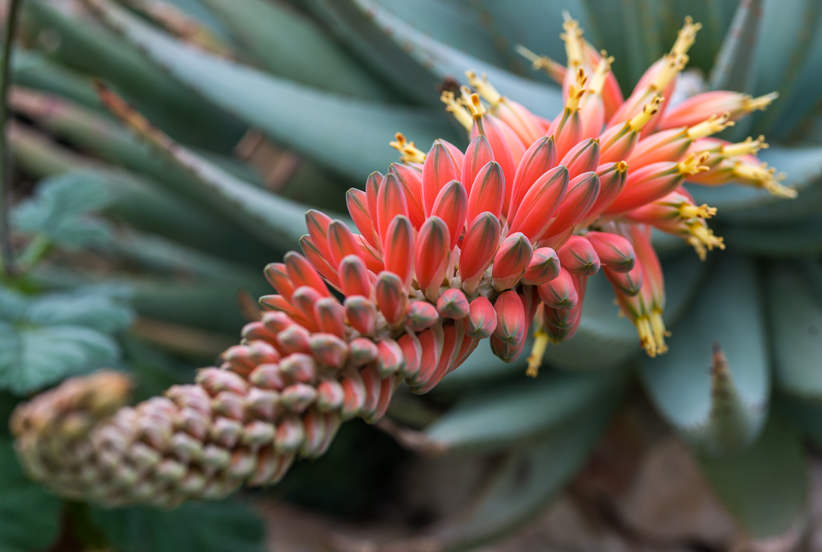 Agavenblüte