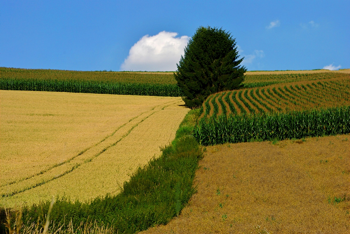 Agrarlandschaft