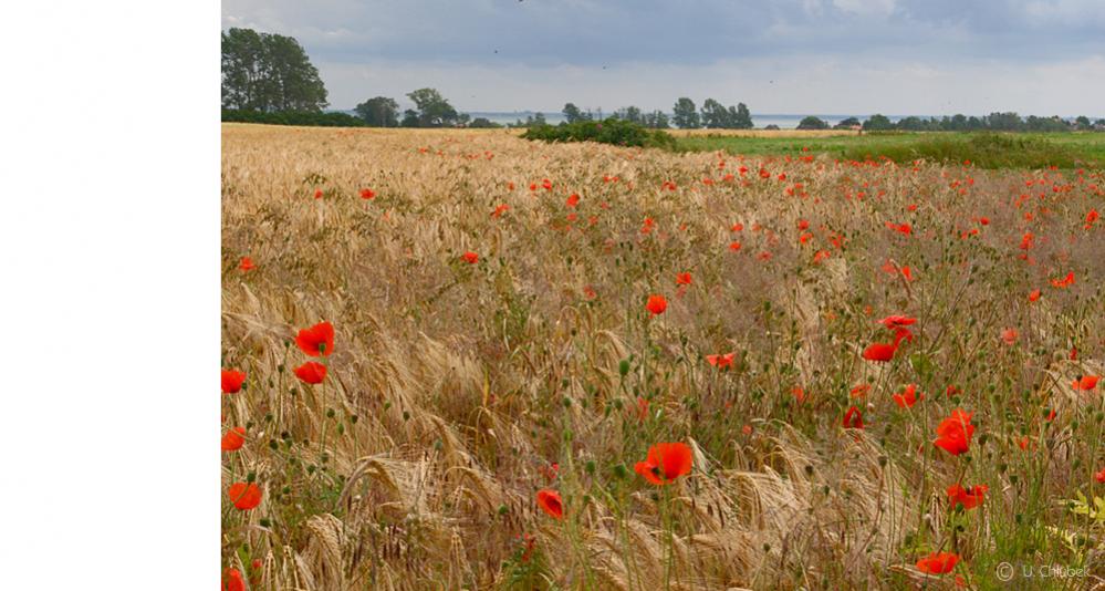 ahoop mohn+boddenblick