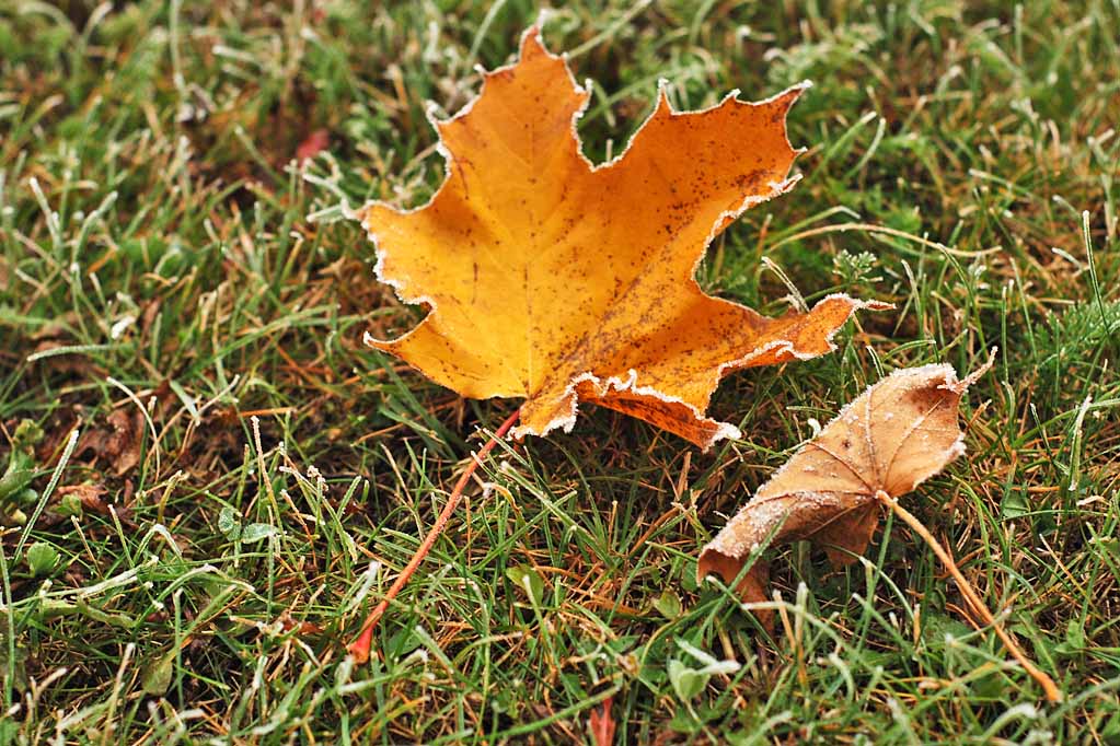 Ahorn Herbst