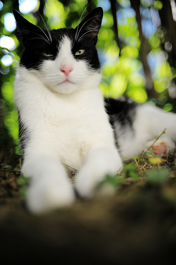 AI-S 1.4/35mm bei F/1.4