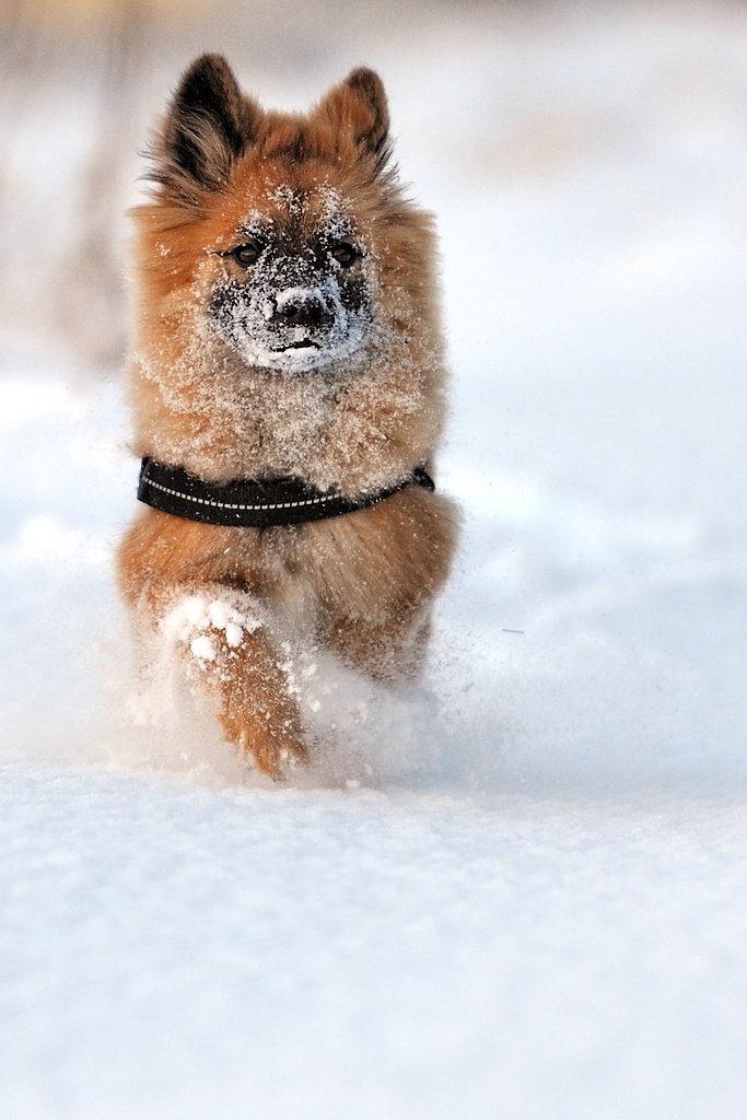 Aika im Schnee