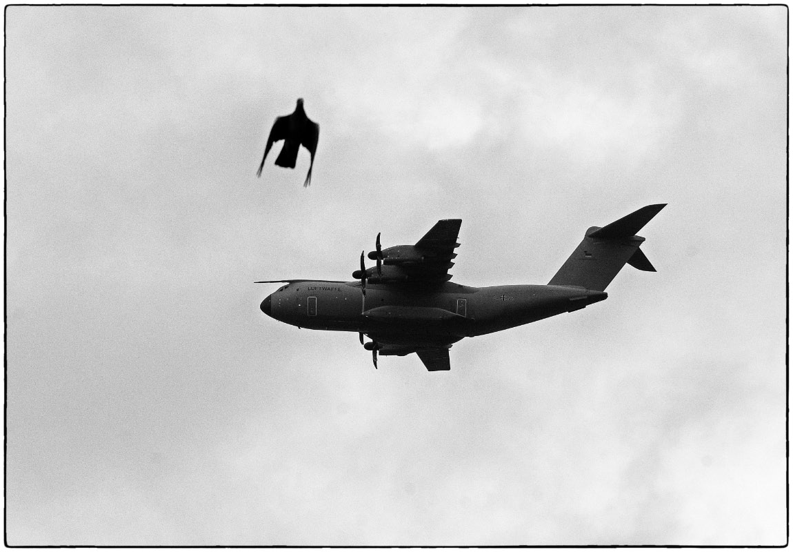 Airbus und Taube BW.jpg