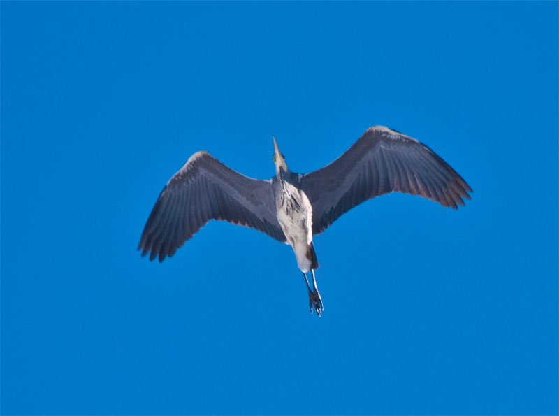 airone