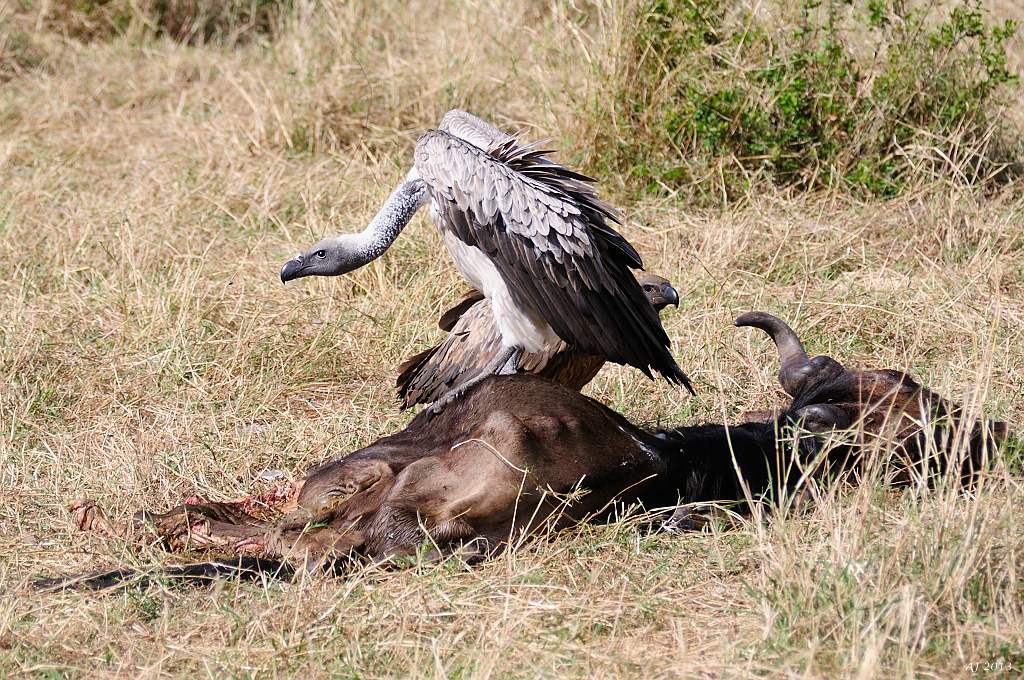 AJ comp DSC 0392