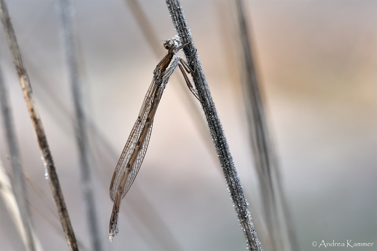AK3_2117