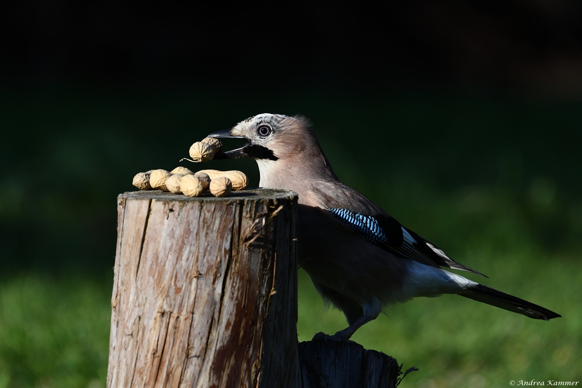 AK3_5805