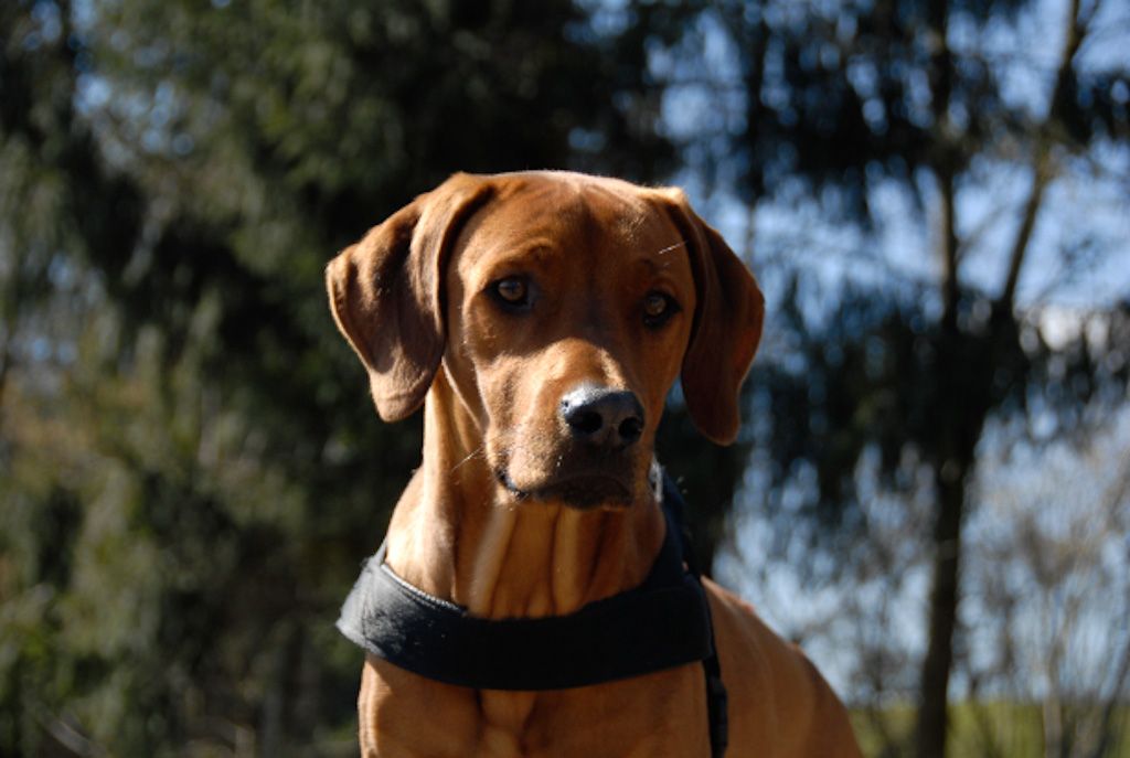 Akili März 2009