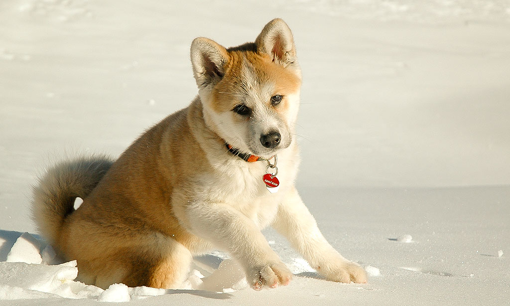 Akita Inu, Maja am Heinzenberg, Schweiz