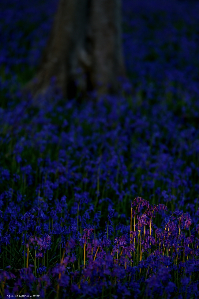 Akt.blau (11)