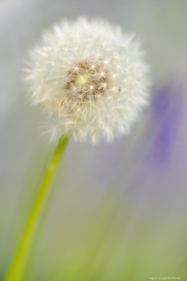 Akt.blau (3)