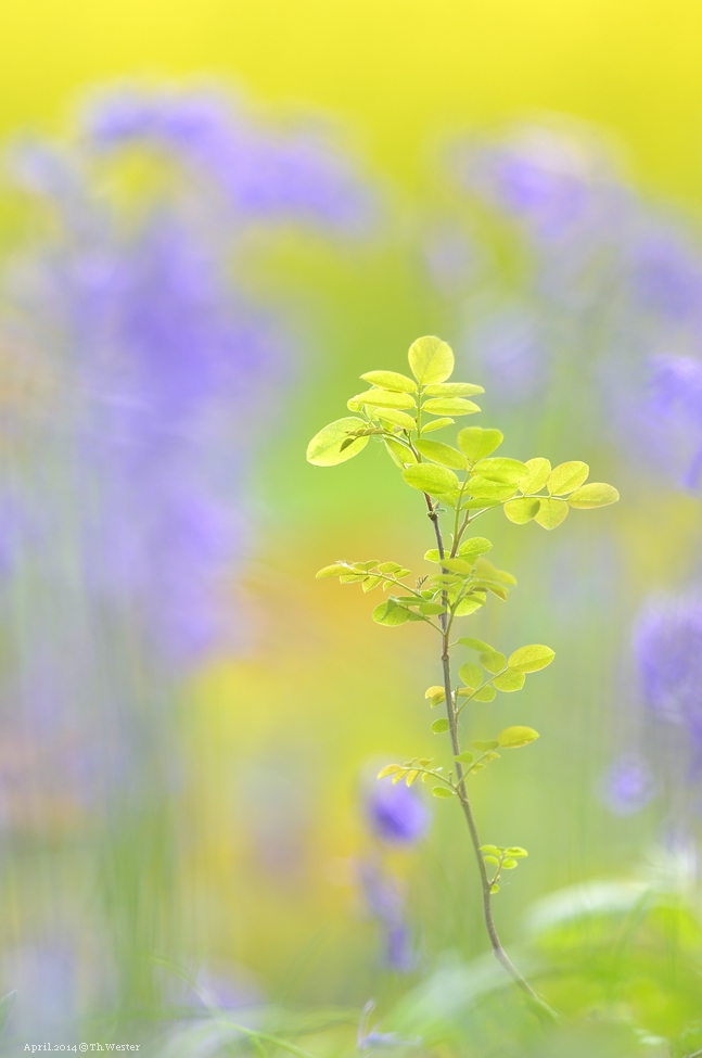 Akt.blau (8)