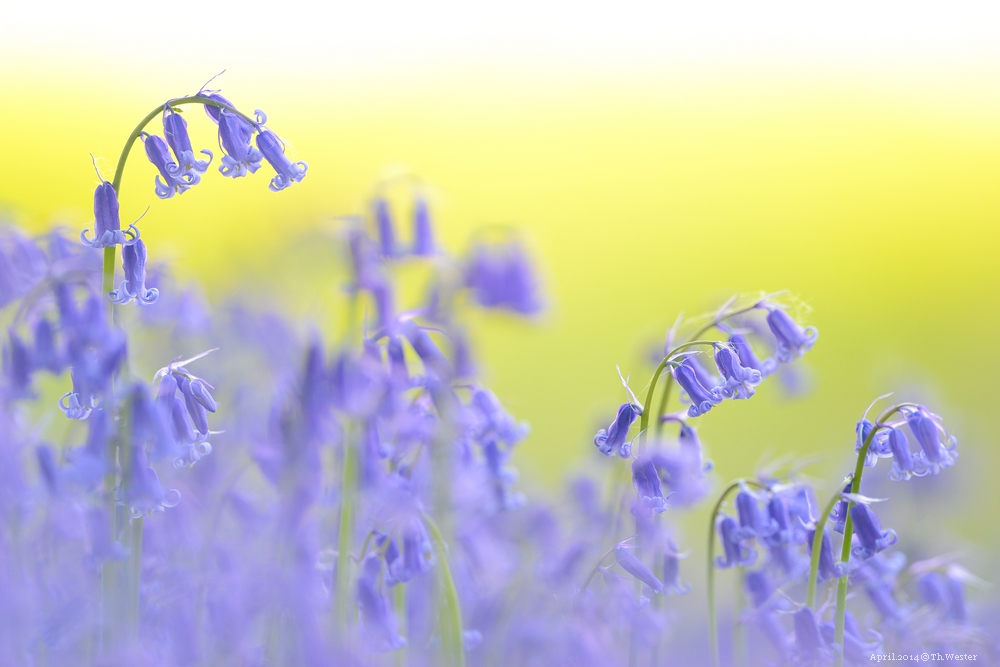 Akt.blau (9)